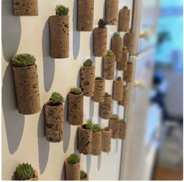 Small cork magnets containing a containing a mini sempervivum succulents