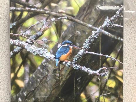This is a kingfisher taken in Paignton on a fishing lake 