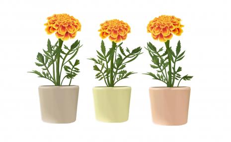 french marigold flower with grey, green and pink pots.
