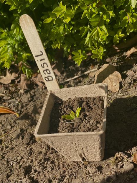 Planted seed
